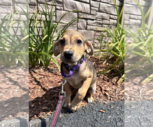 Mutt Dogs for adoption in Sterling, MA, USA
