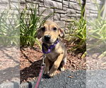 Small Mutt