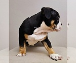 Small #1 American Bully