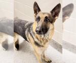 Small #1 German Shepherd Dog