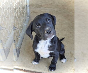 Malcolm - Male Australian Shepherd-Unknown Mix Dog for Adoption - Photo #3