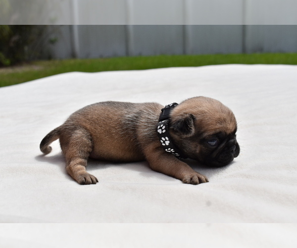 Medium Photo #2 Pug Puppy For Sale in PALM COAST, FL, USA