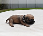 Small #1 Pug