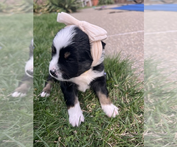 Medium Photo #2 Miniature American Shepherd Puppy For Sale in BERLIN, MA, USA