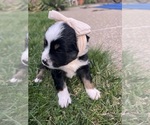 Small #1 Miniature American Shepherd