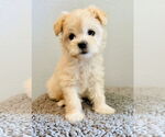 Small #2 Maltese Mix