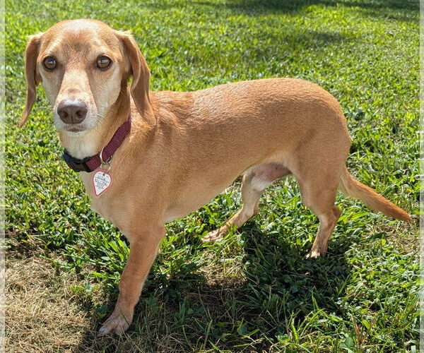 Medium Photo #2 Dachshund Puppy For Sale in Shelbyville, TN, USA
