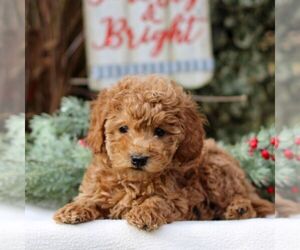 Goldendoodle (Miniature) Puppy for sale in EAST EARL, PA, USA
