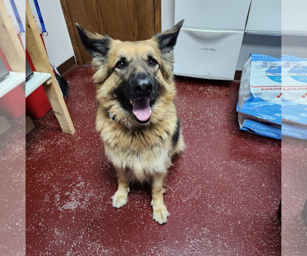 Medium Photo #38 German Shepherd Dog Puppy For Sale in Fargo, ND, USA