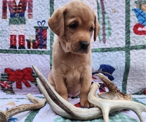Medium Photo #44 Labrador Retriever Puppy For Sale in BUFFALO, NY, USA