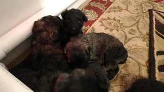 Bouvier Des Flandres Puppy for sale in PEYTON, CO, USA