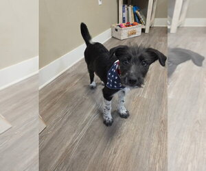 Mutt Dogs for adoption in Emmett, ID, USA