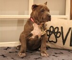 Puppy Hot Pink American Bully