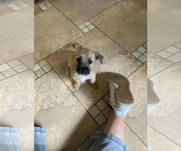 Medium Photo #6 Border Terrier-Unknown Mix Puppy For Sale in Princeton, MN, USA