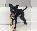 Small #9 Mutt