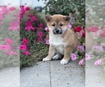 Small #1 Shiba Inu