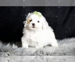 Puppy Leonis Maltipoo