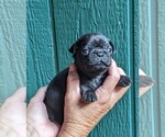 Puppy Boy 1 Pug