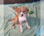 Small #2 Mutt