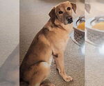 Small #9 Labrador Retriever