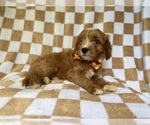 Small #3 Cavapoo (Miniature)