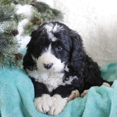 Bernedoodle Puppy for sale in GAP, PA, USA