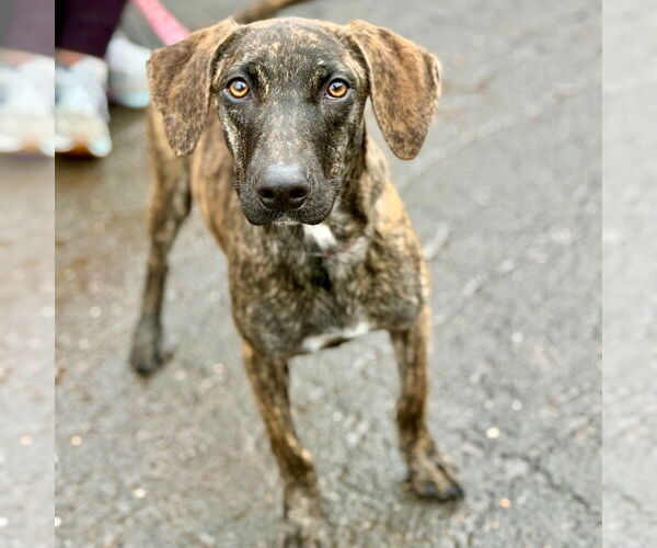 Medium Photo #7 Plott Hound-Unknown Mix Puppy For Sale in Canton, CT, USA