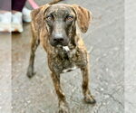 Small #6 Plott Hound Mix