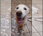 Small #4 Labrador Retriever Mix