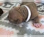 Small Photo #4 American Bully-American Pit Bull Terrier Mix Puppy For Sale in ROCK HILL, SC, USA