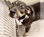 ELODIE - Female German Shepherd Dog-Unknown Mix Dog for Adoption - Small photo