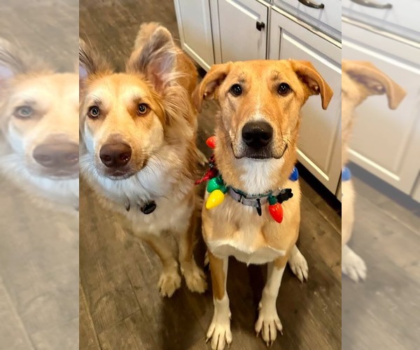 Medium Photo #3 Mutt Puppy For Sale in Rockaway, NJ, USA