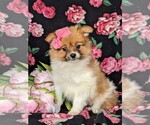 Small #1 Fox Terrier (Smooth)-Pomeranian Mix