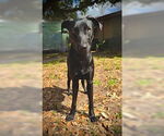Small #1 Labrador Retriever Mix