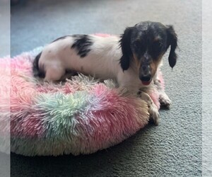 Father of the Dachshund puppies born on 05/09/2025