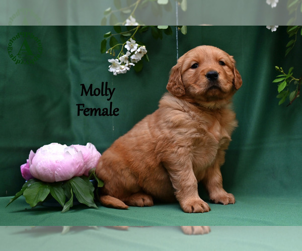 Medium Photo #2 English Cream Golden Retriever Puppy For Sale in HARRISONBURG, VA, USA