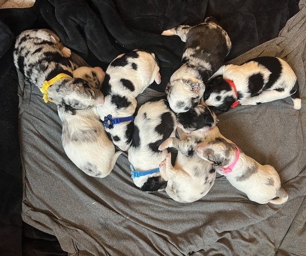 Medium Photo #1 Bernedoodle Puppy For Sale in CLEVELAND, TN, USA