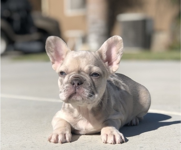 Medium Photo #2 French Bulldog Puppy For Sale in BLOOMINGTON, CA, USA