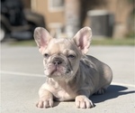 Small #1 French Bulldog