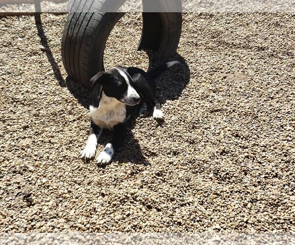 Medium Photo #4 Mutt Puppy For Sale in Poplar Bluff, MO, USA