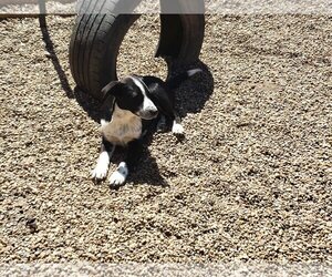 Sammy - Male Mutt Dog for Adoption - Photo #4