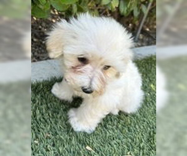 Medium Photo #3 Maltipoo (Miniature) Puppy For Sale in Corona, CA, USA