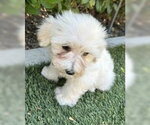 Small #2 Maltipoo (Miniature)