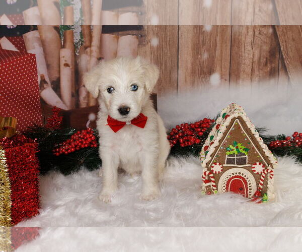 Medium Photo #4 Great Pyrenees-Unknown Mix Puppy For Sale in McKinney, TX, USA