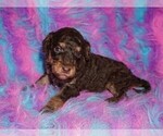 Small #1 Labradoodle