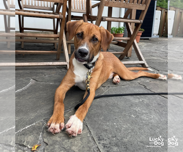 Medium Photo #5 Labrador Retriever-Retriever  Mix Puppy For Sale in Washington, DC, USA