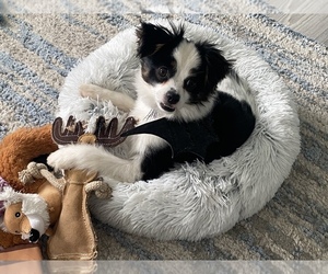 ShihPoo Puppy for sale in CORYDON, IN, USA