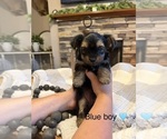 Small #2 Yorkipoo