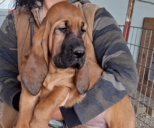 Bloodhound Puppy for Sale in MOUNTAIN GROVE, Missouri USA