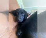 Small Photo #3 Shepradors Puppy For Sale in GLADYS, VA, USA